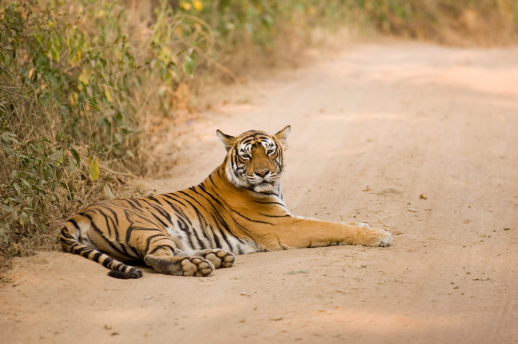 sariska-tiger-reserve-rajasthan-book-offbeat-resorts-tripoffbeat