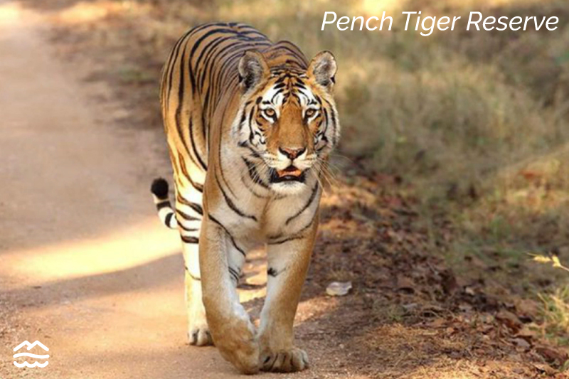 pench-tiger-reserve-madhya-pradesh-tripoffbeat