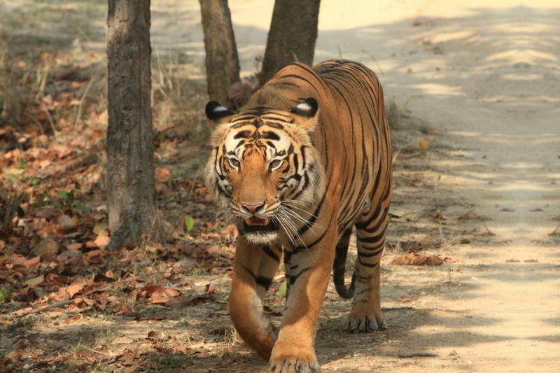 sariska-tiger-reserve-rajasthan-tripoffbeat