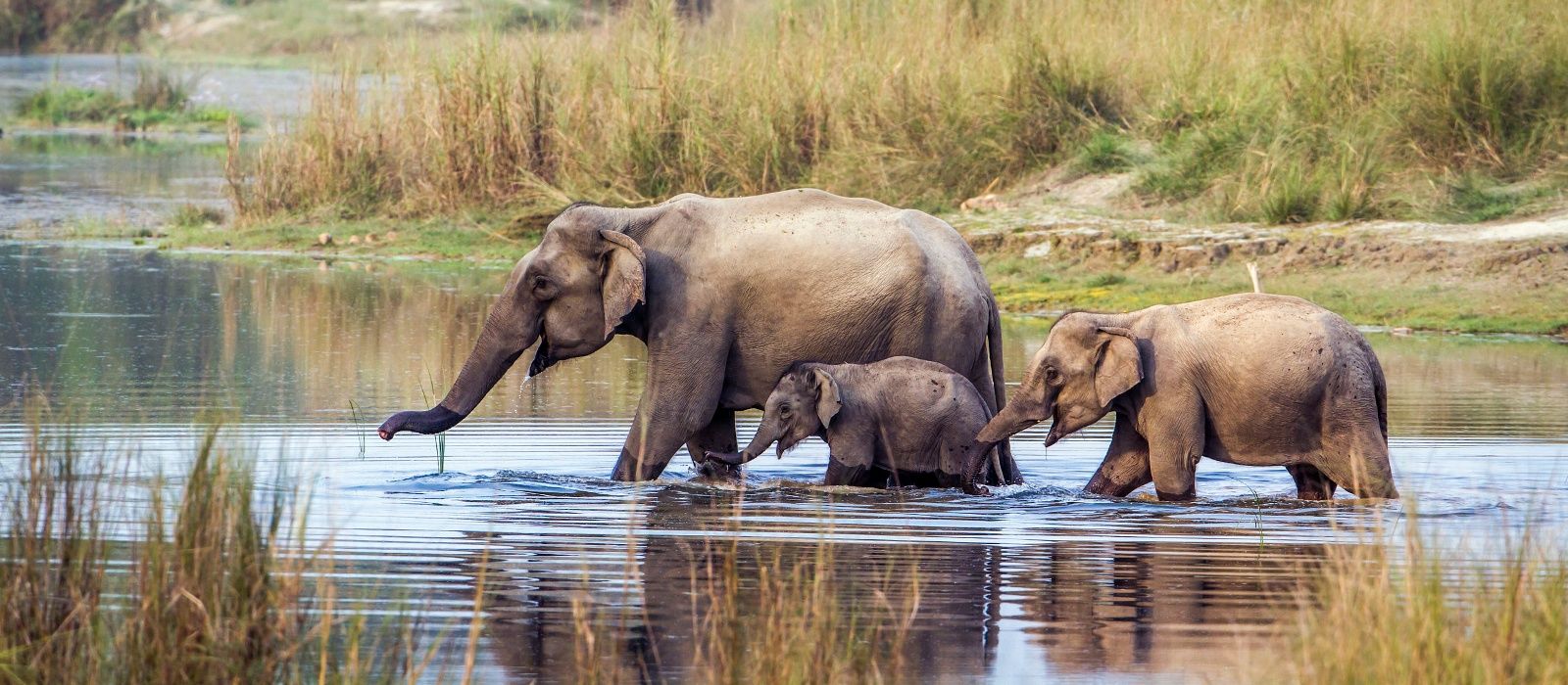 jim corbett