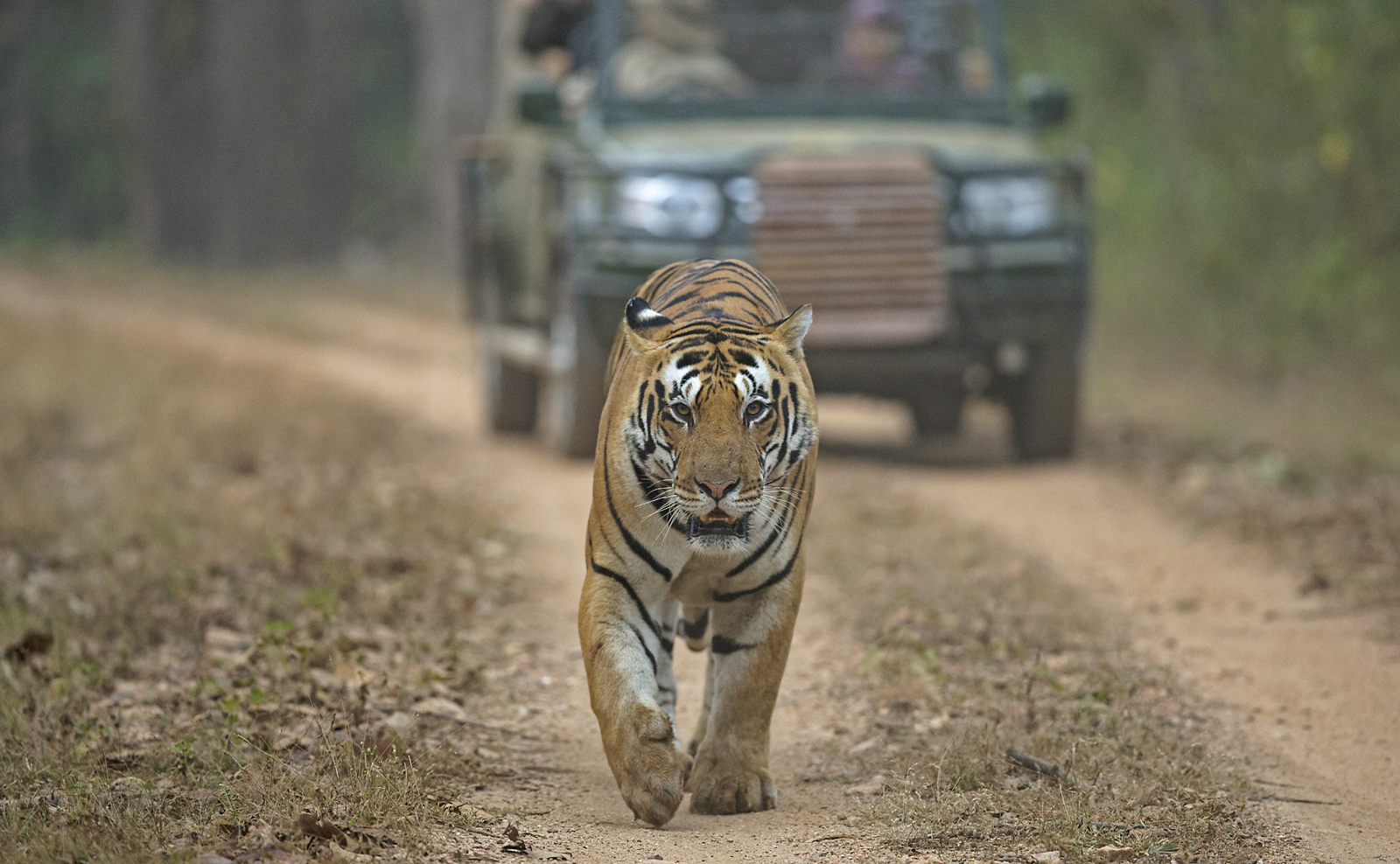 sariska